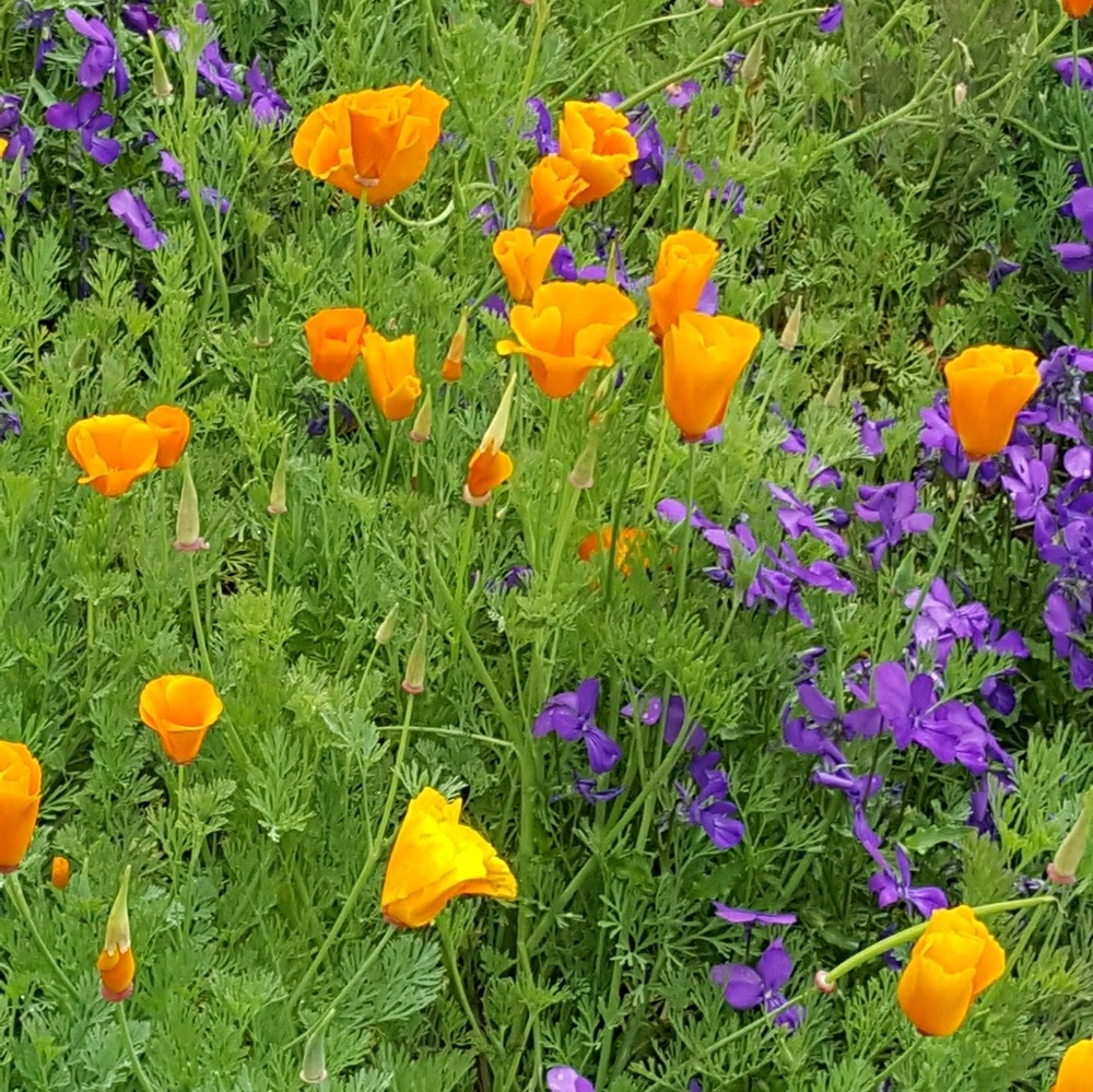 Meet your Posher, Carrie